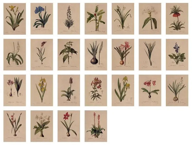 'The Bible Of Lilies' Vintage Redouté Lily & Bulbous Plant Postcard Set (25 pcs)