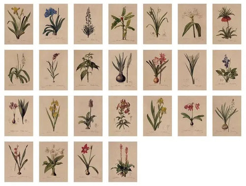 'The Bible Of Lilies' Vintage Redouté Lily & Bulbous Plant Postcard Set (25 pcs)